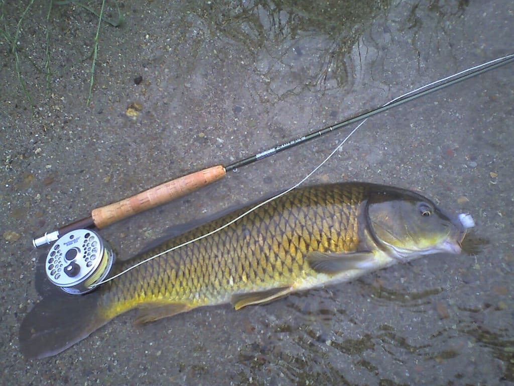 Illustrated scene of a beginner angler in a stream casting a fly rod with a looping line, surrounded by riffles, rocks, and rising trout